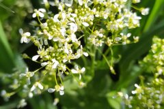 Lepidium draba draba_Merce Vallicrosa CC BY-NC