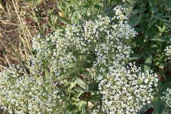 Lepidium draba draba_Neus Julia 