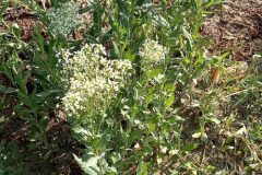 Lepidium draba draba_Neus Julia 