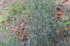 Lepidium graminifolium_Merce Vallicrosa CC BY-NC