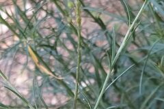 Lepidium graminifolium_Merce Vallicrosa CC BY-NC