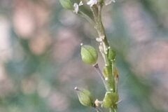 Lepidium graminifolium_Merce Vallicrosa CC BY-NC