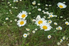Leucanthemum ageratifolium_Katarzyna Zarnowiec CC BY-SA