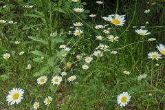 Leucanthemum ageratifolium_Katarzyna Zarnowiec CC BY-SA