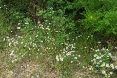 Leucanthemum ageratifolium_Katarzyna Zarnowiec CC BY-SA