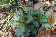 Leucanthemum ageratifolium_Merce Vallicrosa CC BY-NC