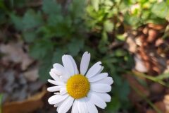 Leucanthemum ageratifolium_Merce Vallicrosa CC BY-NC