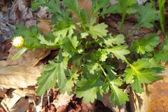 Leucanthemum ageratifolium_Merce Vallicrosa CC BY-NC