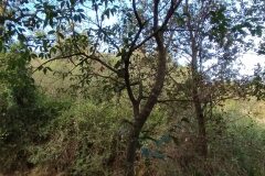 Ligustrum lucidum_Merce Vallicrosa CC BY-NC