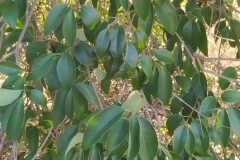 Ligustrum lucidum_Merce Vallicrosa CC BY-NC