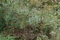 Ligustrum vulgare_Merce Vallicrosa CC BY-NC