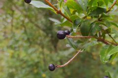 Ligustrum vulgare_Merce Vallicrosa CC BY-NC