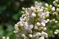 Ligustrum vulgare_Merce Vallicrosa CC BY-NC