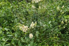 Ligustrum vulgare_Merce Vallicrosa CC BY-NC