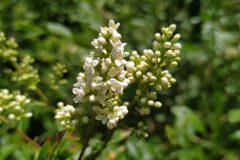 Ligustrum vulgare_Merce Vallicrosa CC BY-NC
