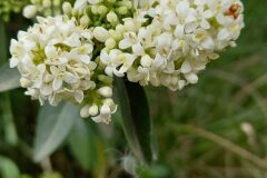 Ligustrum vulgare_Neus Julia CC BY-SA