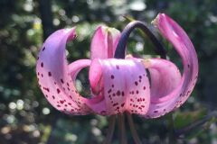 Lilium martagon_Aurelia Esteve CC BY-NC