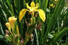 Limniris pseudacorus_Alexandra Perandones