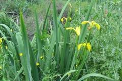 Limniris pseudacorus_Jordi Puyuelo