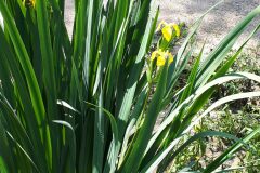 Limniris pseudacorus_Jordi Puyuelo