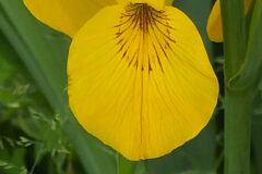 Limniris pseudacorus_Merce Vallicrosa CC BY-NC