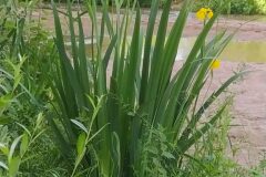 Limniris pseudacorus_Merce Vallicrosa CC BY-NC