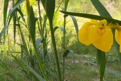 Limniris pseudacorus_Merce Vallicrosa CC BY-NC