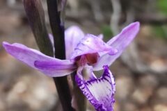 Limodorum abortivum_Alfredo Rivera CC BY-NC