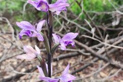 Limodorum abortivum_Alfredo Rivera CC BY-NC