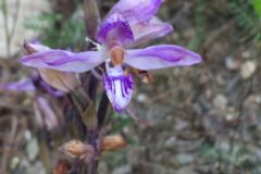 Limodorum abortivum_Joanjo Garcia CC BY-NC