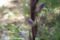 Limodorum abortivum_Jordi Puyuelo