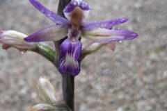 Limodorum abortivum_Jordi Puyuelo