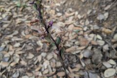 Limodorum abortivum_Katarzyna Zarnowiec CC BY-SA