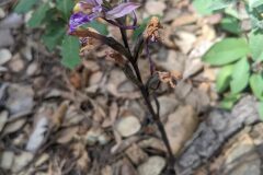 Limodorum abortivum_Katarzyna Zarnowiec CC BY-SA