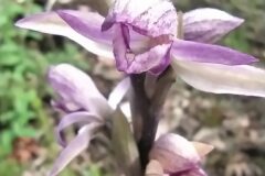 Limodorum abortivum_Merce Vallicrosa CC BY-NC