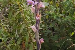 Limodorum abortivum_Merce Vallicrosa CC BY-NC