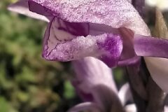 Limodorum abortivum_Merce Vallicrosa CC BY-NC