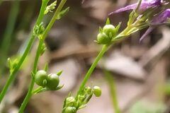 Linaria pelisseriana_Merce Vallicrosa CC BY-NC