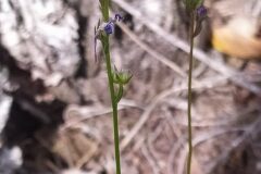 Linaria pelisseriana_Merce Vallicrosa CC BY-NC