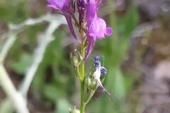 Linaria pelisseriana_Merce Vallicrosa CC BY-NC