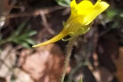 Linaria supina supina_Merce Vallicrosa CC BY-NC