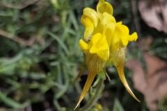 Linaria supina supina_Merce Vallicrosa CC BY-NC