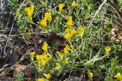 Linaria supina supina_Merce Vallicrosa CC BY-NC