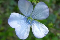 Linum bienne_Anna Llandrich