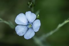 Linum bienne_Gloria Busquets