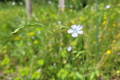 Linum bienne_Jordi Bassols CC BY-NC SA