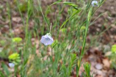 Linum bienne_Katarzyna Zarnowiec CC BY-SA
