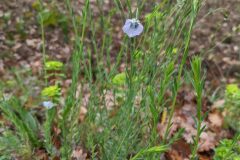 Linum bienne_Katarzyna Zarnowiec CC BY-SA