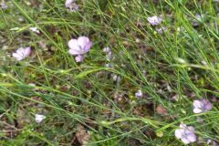 Linum bienne_Merce Vallicrosa CC BY-NC