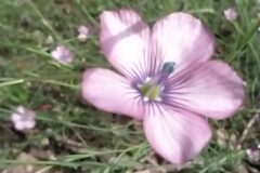 Linum bienne_Merce Vallicrosa CC BY-NC